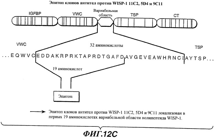 Способы и композиции для модуляции и обнаружения активности wisp (патент 2412201)