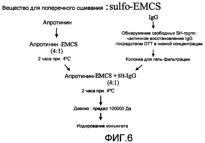 Полипептид, способный преодолевать гематоэнцефалический барьер, и его конъюгат (патент 2408605)