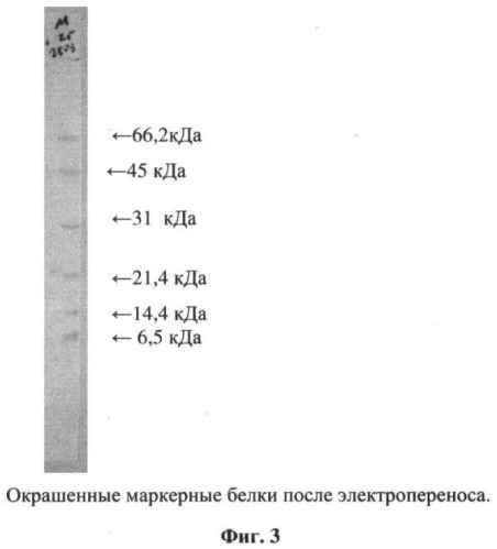 Способ получения антигена из micobacterium tuberculosis (патент 2390559)