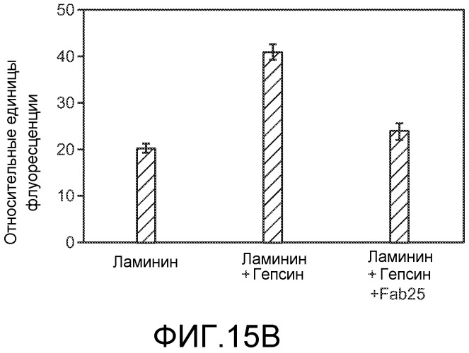 Антитела против гепсина и способы их применения (патент 2559533)