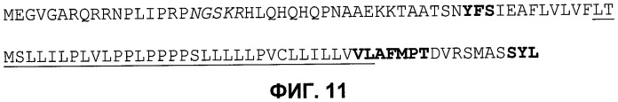 Растения, имеющие усиленные признаки, связанные с урожайностью, и способ их получения (патент 2503721)