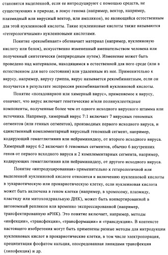 Способы и композиции для экспрессии антисмысловой вирусной рнк в клетках собаки (патент 2457250)
