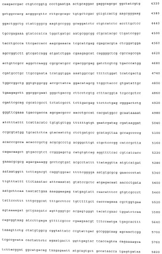 Вектор экспрессии млекопитающих (патент 2494147)