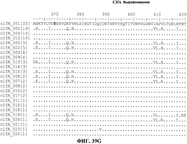 Стабильные иммуногенные композиции антигенов staphylococcus aureus (патент 2570730)