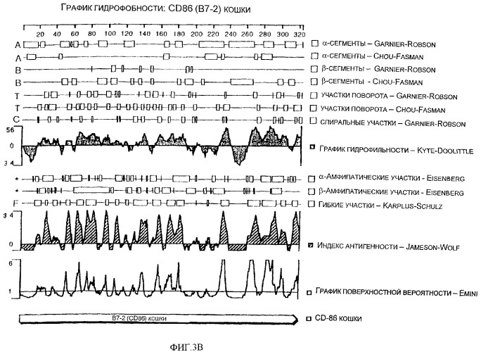 Нуклеиновые кислоты, кодирующие рецептор ctla-4 кошки, вектор, клетки-хозяева, вакцины, олигонуклеотиды, полипептиды ctla-4 кошки и способы индукции и подавления иммунного ответа у кошки (патент 2377302)