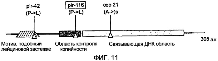 Кольцевая молекула днк, характеризующаяся зависимой от условий точкой начала репликации, способ их получения и их применение в генной терапии (патент 2307870)