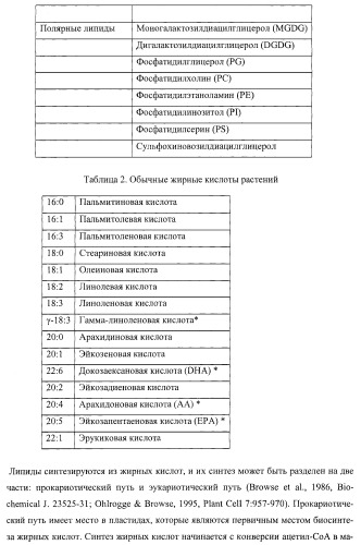 Молекулы нуклеиновых кислот, кодирующие wrinkled1-подобные полипептиды, и способы их применения в растениях (патент 2385347)