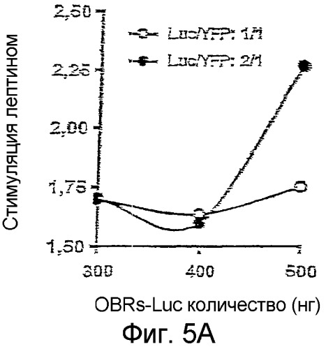 Способ определения лигандов рецептора лептина (патент 2373534)