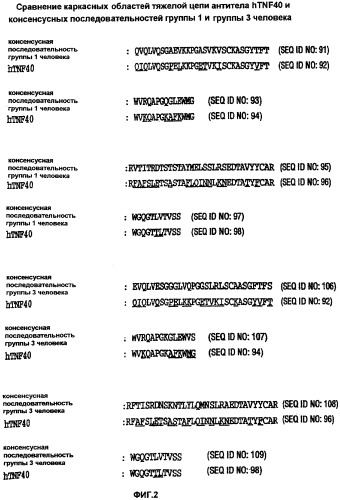 Молекулы антител, обладающие специфичностью в отношении фактора некроза альфа опухоли человека, и их применение (патент 2303604)