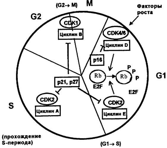 Ингибирующие cdk-киназы пиримидины, способ их получения и их применение в качестве лекарственных средств (патент 2330024)