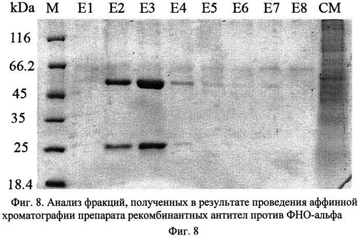 Рекомбинантная плазмидная днк, кодирующая химерное антитело против фактора некроза опухоли-альфа человека, линия экуариотических клеток-продуцент химерного антитела и способ получения химерного антитела (патент 2555533)