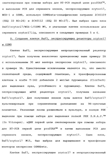 Новый лиганд рецептора цитокина zcytor17 (патент 2360923)