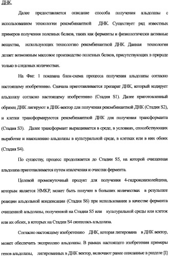 Новая альдолаза, днк, кодирующая альдолазу, клетки, трансформированные днк, способ получения альдолазы и способ получения 4-гидрокси-l-изолейцина (варианты) (патент 2338784)