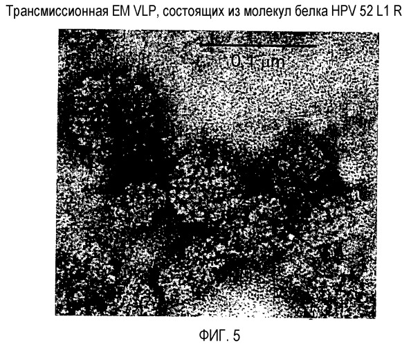 Оптимизированная экспрессия hpv 52 l1 в дрожжах (патент 2373219)