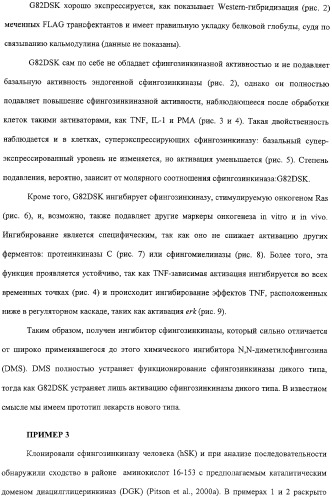 Сфингозинкиназа (варианты), нуклеиновая кислота, ее кодирующая (варианты), и их применение (патент 2326945)