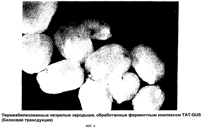 Способ трансфекции и трансдукции растительных клеток (патент 2485180)