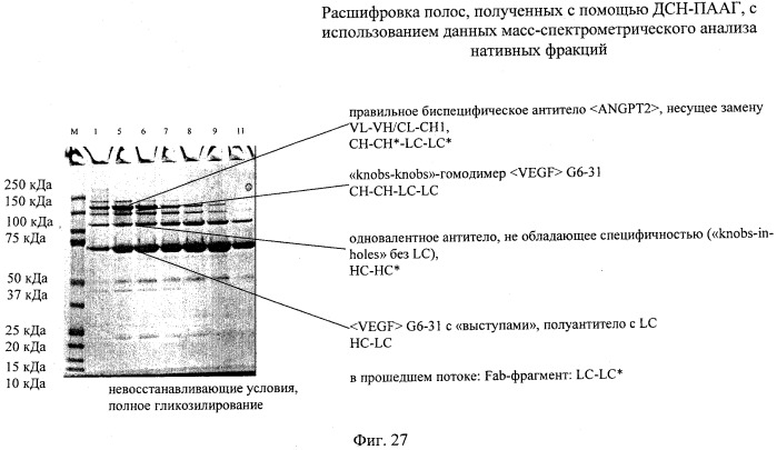 Двухвалентные биспецифические антитела (патент 2547615)