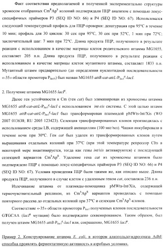 Бактерия - продуцент 1-бутанола и способ получения 1-бутанола (патент 2431672)