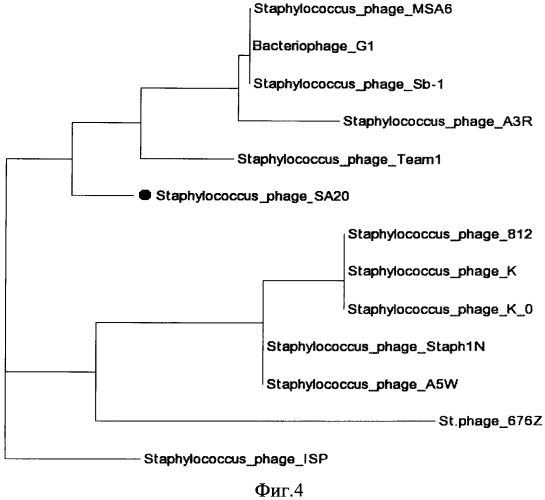 Штамм бактериофага staphylococcus aureus sa20, обеспечивающий разрушение биопленок, образуемых бактериями рода staphylococcus (патент 2565824)