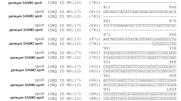 Штаммы spnk (патент 2580015)
