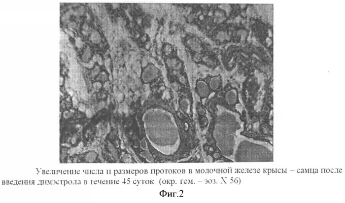 Способ моделирования гинекомастии в эксперименте (патент 2330327)