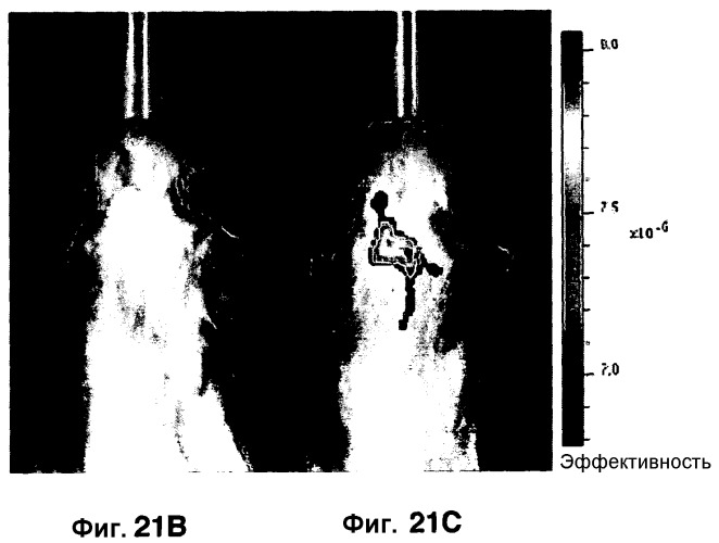 Применение бактериальной бета-лактамазы для диагностики in vitro и визуализации, диагностики и лечения in vivo (патент 2520661)
