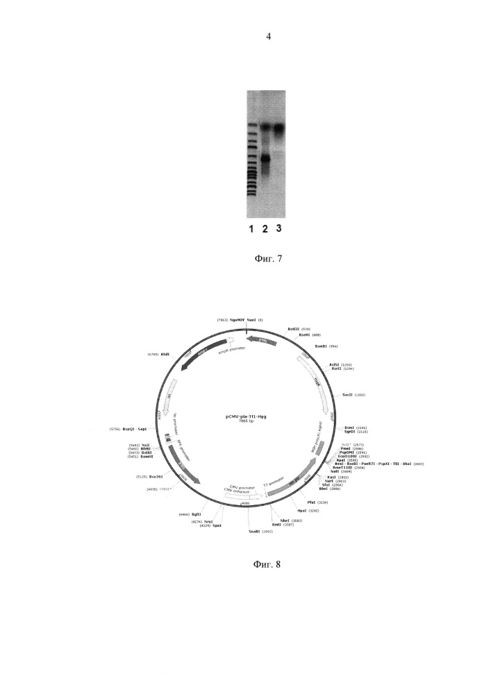 Трансформант дрожжей schizosaccharomyces pombe, продуцирующий молочную кислоту (варианты), способ его получения (варианты), способ микробиологического синтеза молочной кислоты с использованием такого трансформанта (патент 2614233)