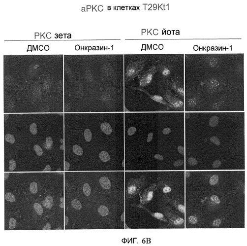 Онкогенное ras-специфичное цитотоксическое соединение и способы его применения (патент 2448703)