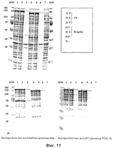 Вакцина для предупреждения и лечения вич-инфекции (патент 2441878)