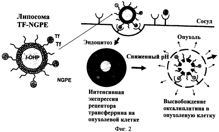 Новые композиции липосом (патент 2454229)