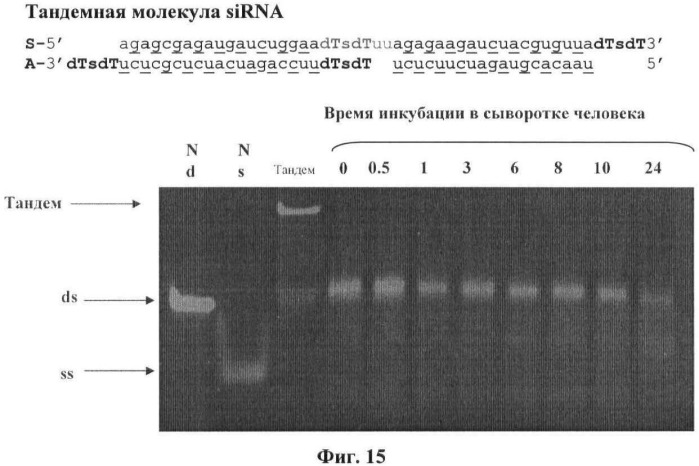 Новые структуры малых интерферирующих рнк (sirna) (патент 2487716)