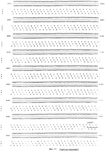 Vgc2 днк salmonella typhimurium, мутантная бактерия, обладающая пониженной способностью к адаптации к условиям окружающей среды, и способ ее получения (патент 2370541)