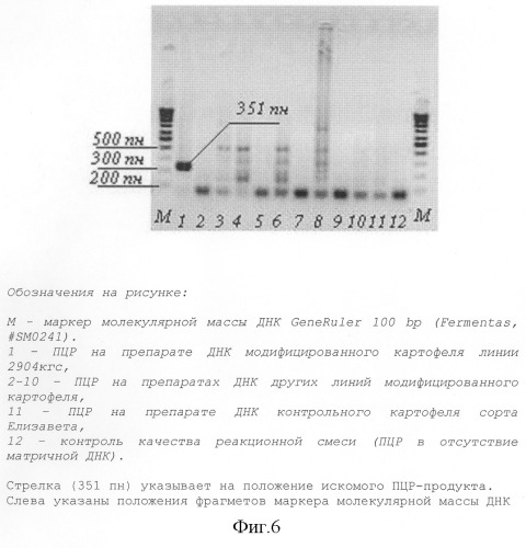 Рекомбинантная полинуклеотидная последовательность, характеризующая уникальный трансформационный акт между генетической конструкцией, включающей ген cryiiia, и геномной днк картофеля сорта елизавета, ее применение и содержащие эту последовательность клетка, трансгенное растение и его потомство (патент 2286385)