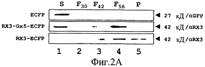 Получение биологически активных белков (патент 2441911)