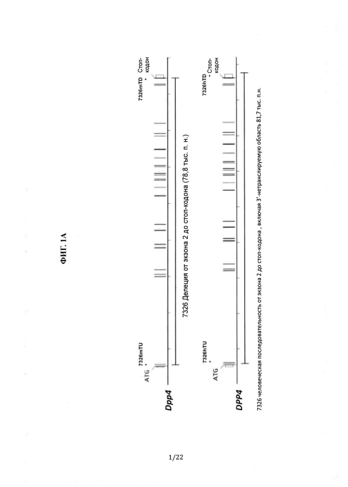 Животные, содержащие гуманизированную дипептидилпептидазу iv (dpp4) (патент 2648166)