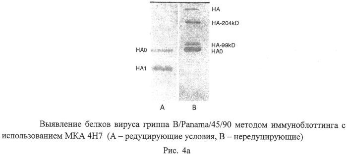 Применение моноклональных антител для идентификации ямагатской или викторианской эволюционных линий вируса гриппа типа в, штамм гибридомы 4н7 для получения моноклональных антител, предназначенных для определения вирусов гриппа в ямагатской ветви, штамм гибридомы в/4н1 для получения моноклональных антител, предназначенных для определения вирусов гриппа в викторианской ветви (патент 2491338)