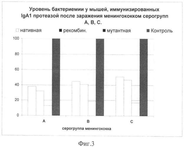 Полинуклеотид, кодирующий мутантную рекомбинантную iga1 протеазу neisseria meningitidis серогруппы в, рекомбинантная плазмидная днк, содержащая указанный полинуклеотид, клетка-хозяин, содержащая указанную плазмидную днк, рекомбинантная iga1 протеаза neisseria memingitidis серогруппы в, способ получения зрелой формы iga1 протеазы (патент 2486243)