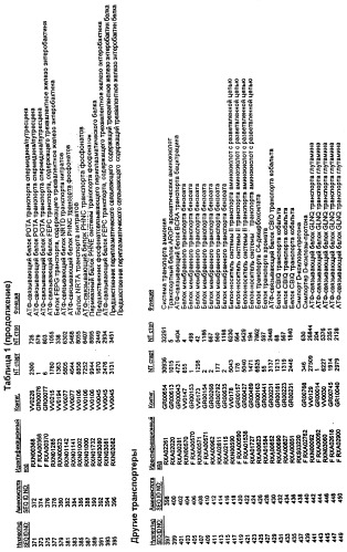 Гены corynebacterium glutamicum, кодирующие белки, участвующие в синтезе мембран и мембранном транспорте (патент 2312145)