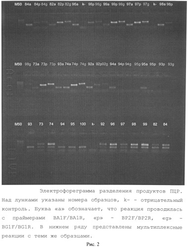 Способ выявления вируса лейкоза крс по нуклеотидным последовательностям консервативных областей вирусного генома (патент 2521330)