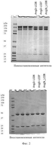 Антитела против ангиопоэтина-2 человека (патент 2569461)