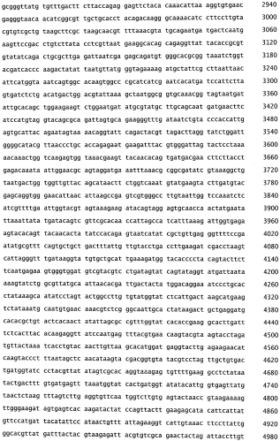 Бактериофаг, обладающий активностью против pseudomonas aeruginosa, белки бактериофага и способы их применения (патент 2580248)