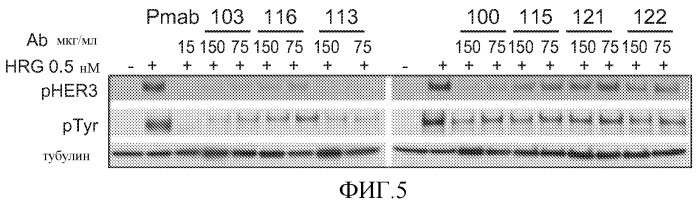 Антитела к her (патент 2504553)