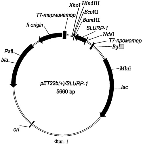 Рекомбинантная плазмидная днк pет22b(+)/slurp-1, кодирующая белок slurp-1, и штамм бактерий escherichia coli bl21(de3)/pet22b(+)/slurp-1-продуцент белка slurp-1 человека (патент 2453602)