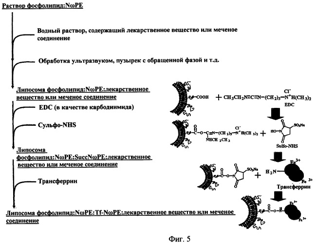 Новые композиции липосом (патент 2454229)