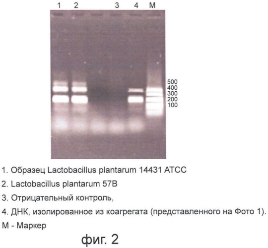 Композиция штаммов рода lactobacillus для производства лекарственного средства (патент 2465320)