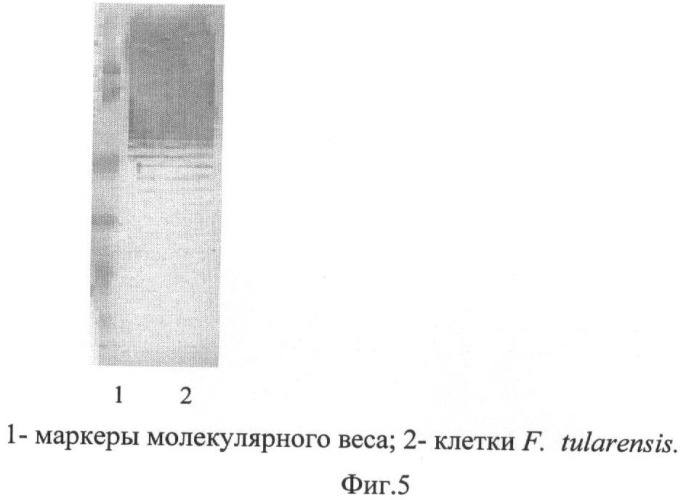 Штамм гибридных культивируемых клеток животных mus musculus 11d6-продуцент моноклональных антител, специфичных к липополисахаридам francisella tularensis (патент 2451078)