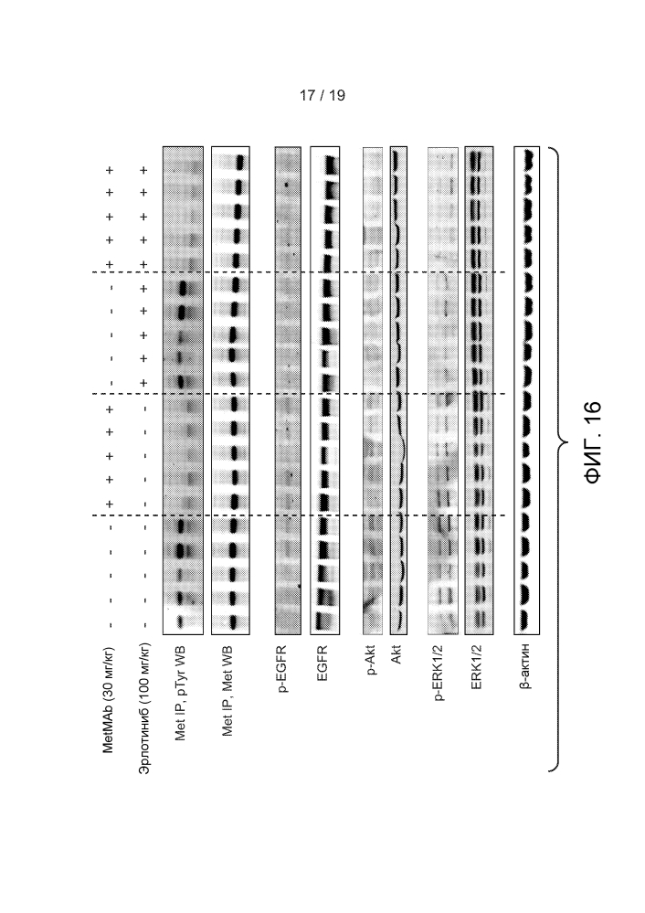 Комбинированная терапия антагонистами с-мет и egfr (патент 2601892)