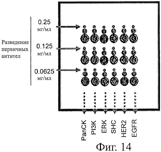 Чипы на основе антител для определения множественных трансдукторов сигналов в редких циркулирующих клетках (патент 2442171)