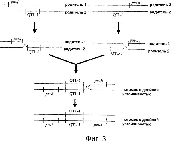 Растения огурца, устойчивые к заболеваниям (патент 2418405)