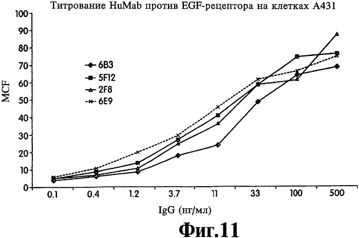 Человеческие моноклональные антитела к рецептору эпидермального фактора роста (egfr), способ их получения и их использование, гибридома, трансфектома, трансгенное животное, экспрессионный вектор (патент 2335507)